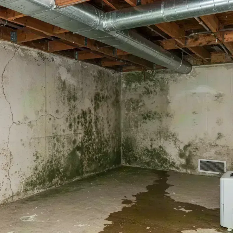 Professional Mold Removal in Belvidere, IL